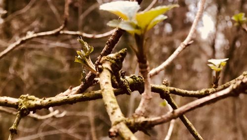 Close-up of flower tree