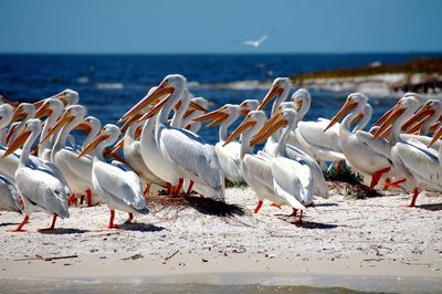 Flock of white pelicans on a sunny beach