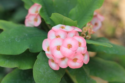 Close-up of pink flowering plant