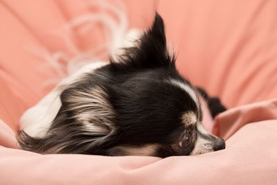 Close-up of dog sleeping on bed at home