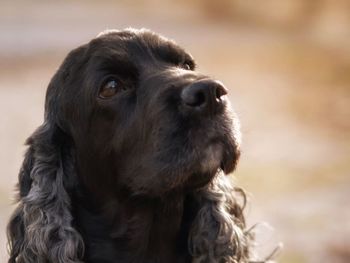 Close-up of a dog looking away