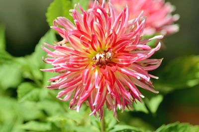 Close-up of pink flower