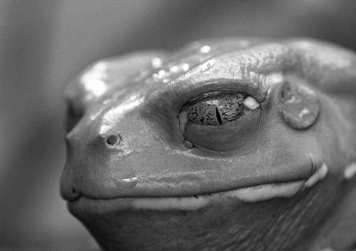 Close-up of horse eye