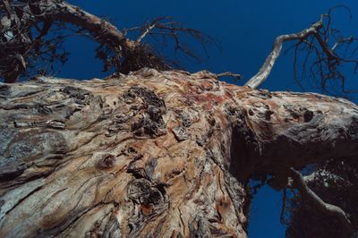 Low angle view of bare tree against clear blue sky