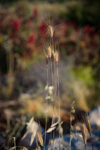 Close-up of wilted plant on field