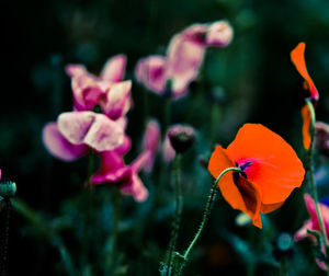 Close-up of flowers blooming outdoors