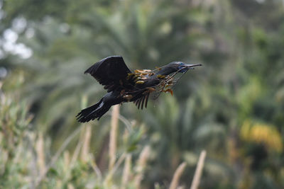 Close-up of bird flying