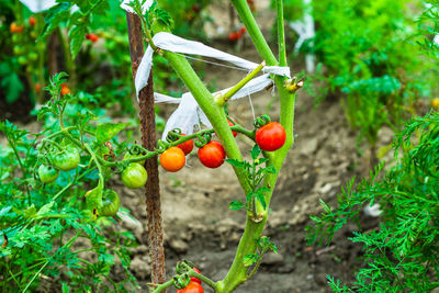 Fruits growing on plant