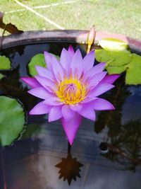 Close-up of lotus water lily