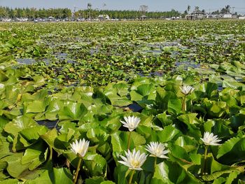 Lotus water lily in lake