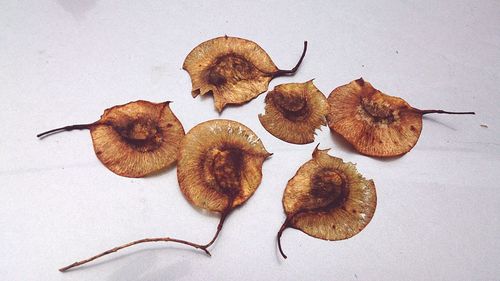 High angle view of leaves