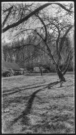 Bare trees on grassy field