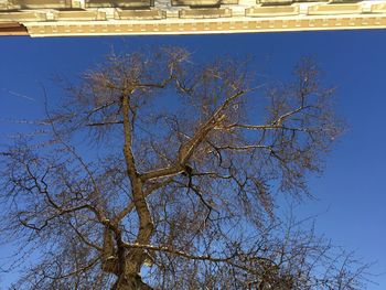 Low angle view of bare tree against blue sky