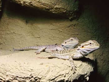 Lizard on rock