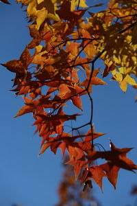 Low angle view of autumnal leaves against sky