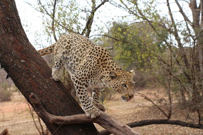 Leopard on tree