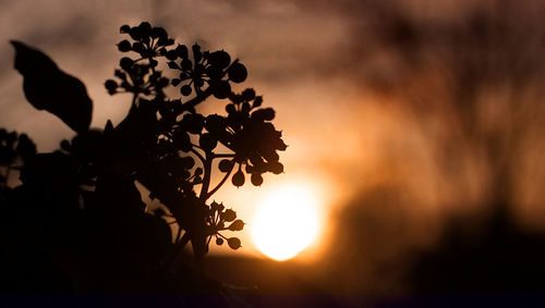 Close-up of silhouette plant against sky at sunset