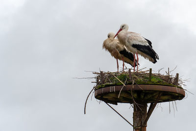 Bird perching on nest against sky