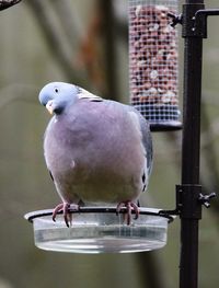 Close-up of pigeon perching on metal