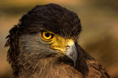 Close-up portrait of a bird