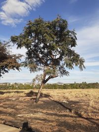 Tree on field against sky