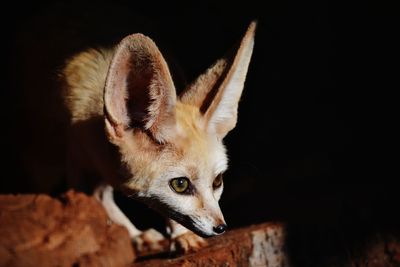 Close-up of fox looking away at night