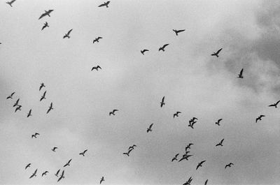 Low angle view of birds flying