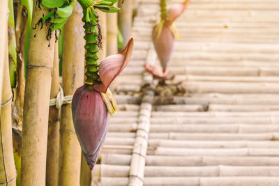 Close-up of hand holding plant