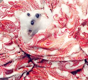 animal themes