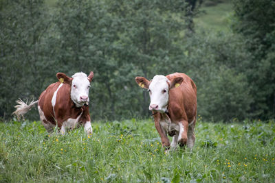 Cows on field