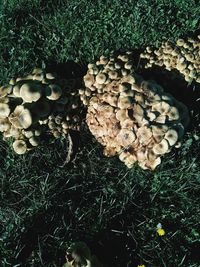 High angle view of mushrooms growing on field