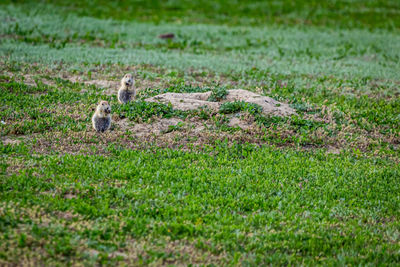 View of bird on field