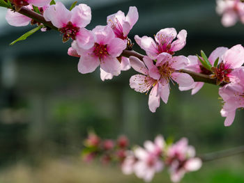 Peach blossom