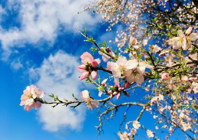 Low angle view of cherry blossoms against sky