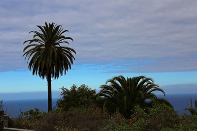 Palm trees by sea against sky