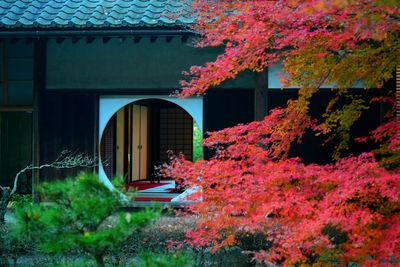 Flowering plants and trees by house during autumn