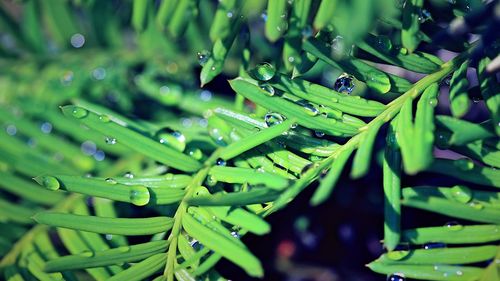 Close-up of water drops on leaf