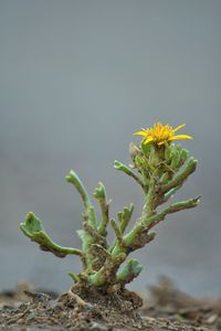 Close-up of plant