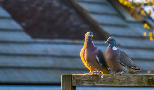 Close-up of birds perching on railing