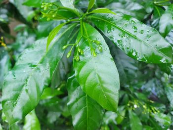 Close-up of wet plant leaves