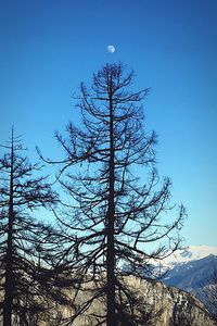 Bare tree against blue sky