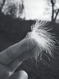 Close-up of hand holding dandelion