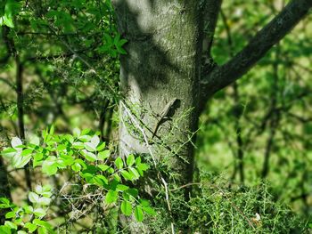 Trees growing in forest