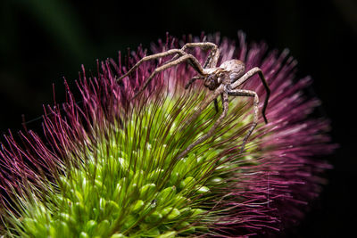 Close-up of purple flower