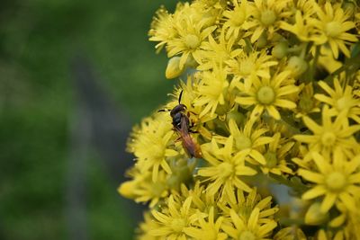 Close-up of bee pollinating on yellow flower