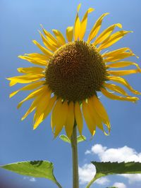 Close-up of sunflower