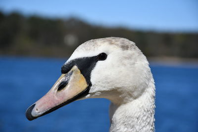 Close-up of swan