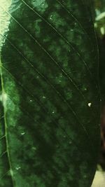 Full frame shot of green leaves