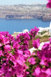 Close-up of pink flowering plant by sea