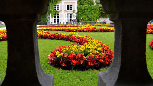 Close-up of flowers blooming in park